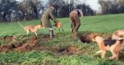 'Abominable' footage shows hunt digging fox from den before throwing it to waiting hounds