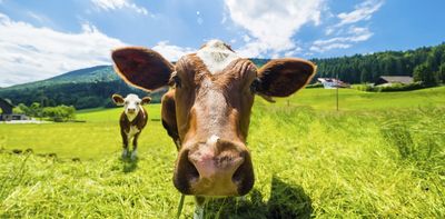 Why taxing cow burps isn’t the best climate solution