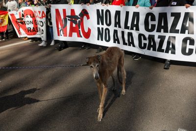 Spain's Congress excludes hunting dogs from new animal rights law