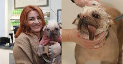 Britain’s ugliest dog Peggy ‘treated like a queen’ as she undergoes weekend of pampering