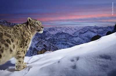 Take a look at the image people voted to award Wildlife Photographer of the Year