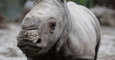 Dublin Zoo announces the birth of a baby Southern white rhino