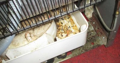 Takeaway so dirty inspectors went straight to court to shut it down