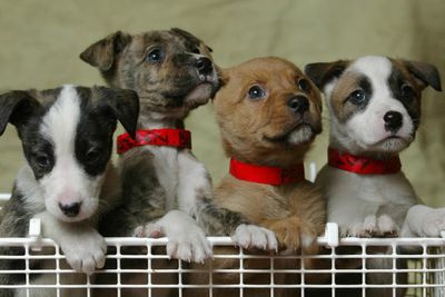 Fresh meat early diet reduces risk of dog digestive issues later in life – study