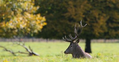 People approaching deer at Wollaton Park won't be fined, council says