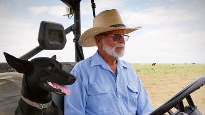 North-west Queensland cattle country responds to good start to wet season, lifting graziers spirits