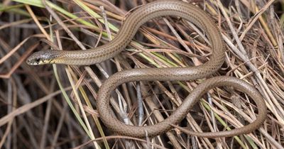 Could this tiny legless lizard stop an Upper Hunter mine expansion? Environment groups say it should