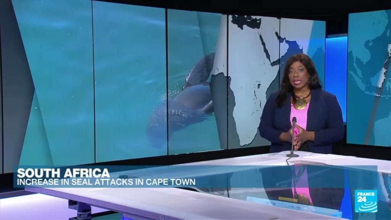 Poisoned and hyperaggressive seals attack Cape Town…
