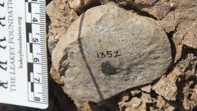 2.9-million-year-old butchery site in Kenya suggests humans perhaps weren't first to use crafted stone tools