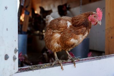 Chicken farmers say their eggs could help reduce prices