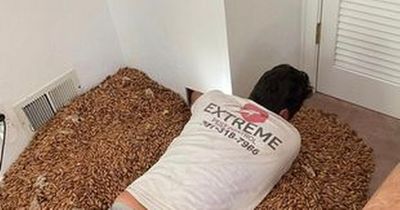 Man baffled after woodpecker stashes 'entire life savings' of acorns inside his house walls
