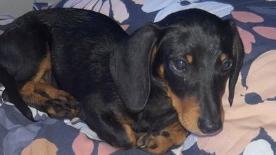 Theft of Stanley the sausage dog prompts more calls for tougher laws to target 'dognappers'