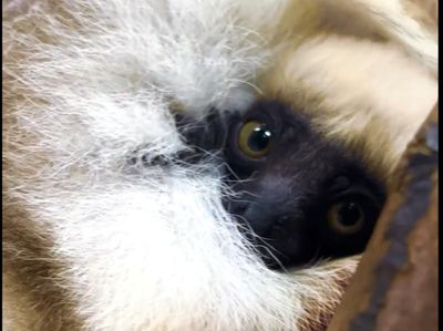 Critically endangered primate gives birth in British zoo in ‘landmark moment for conservation’