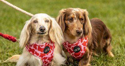 'It's paw-ty time' - Iconic dog festival returns to Dublin