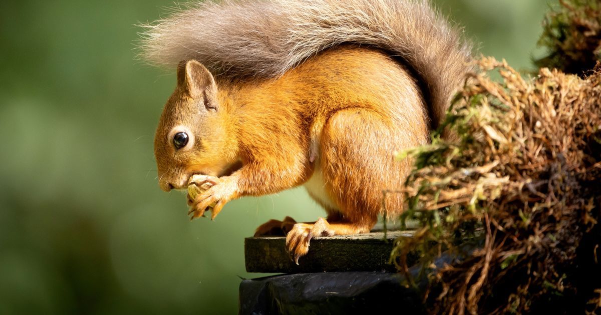 Survey reveals mix of grey and red squirrels across…