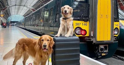 Adorable golden retriever goes viral for cuddling sad passengers on the train