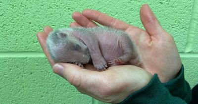 Tiny two-day-old badger found by Scots farmer in haystack nursed to health by SSPCA