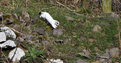 Photographer snaps picture of rare ermine in Northumberland National Park