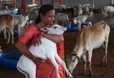 Indian gov't withdraws appeal to hug cows on Valentine's Day