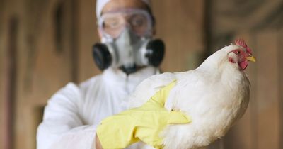 WHO raise alarm over potential for bird flu to spread to humans saying 'we must prepare'