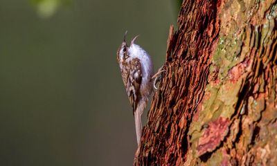 How treecreepers cuddle up to survive cold winters