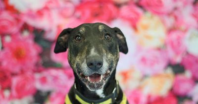 Dog's Trust Glasgow appeal for new owners for Jax and Tigger this Valentine's Day