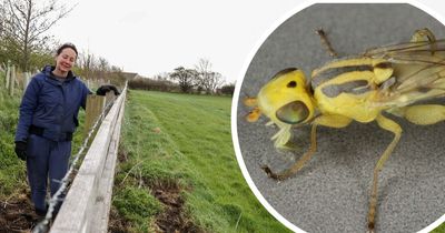 New species of grass fly with unusual genitalia discovered in South Bristol