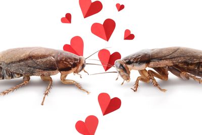 Name a roach after your partner or send your ex a scorpion: The most bizarre Valentine’s Day promotions on offer this year