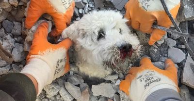 Turkey earthquake: Dog saved after spending 90 hours buried under collapsed building