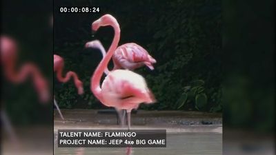 Jeep Teases Big Super Bowl Commercial With An Uncooperative Flamingo