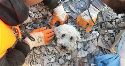 Miracle of family dog pulled alive from rubble in Turkey