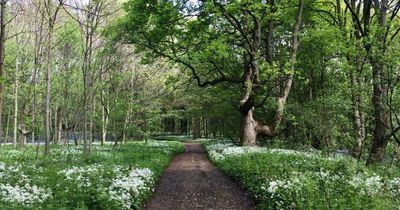 Locals hoping to buy Leeds forest raise £50,000 - but still need to double it in just 4 days