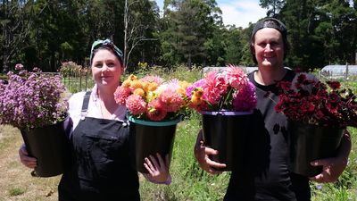 The price of petals is up this Valentine's Day, but Australian growers want us to stick by them