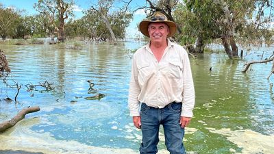 Record flooding in New South Wales wetlands triggers bird breeding bonanza