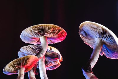 Can psychedelics really treat OCD, depression, and chronic pain? A researcher explains how they work and their potential risks