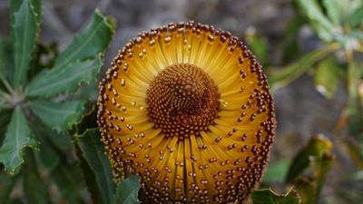 Fears for Fitzgerald River National Park native species as bushfire burns UNESCO biosphere