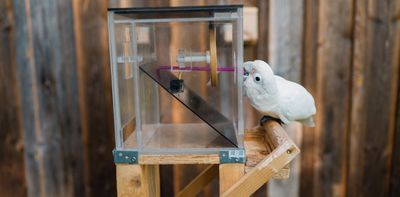 Goffin’s cockatoo named third species that carries toolsets around in preparation for future tasks