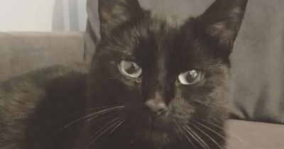 Lost cat found 600 miles from home on an ISLAND after going missing for four months