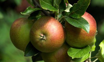 Climate breakdown could cause British apples to die out, warn experts