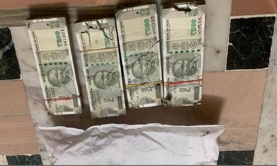 Rajasthan: Termites Damage Currency Notes Worth 2.15 Lakh Inside Bank Locker In Udaipur
