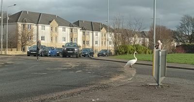 Paisley pensioner used walking stick to stop traffic to help swan cross busy road