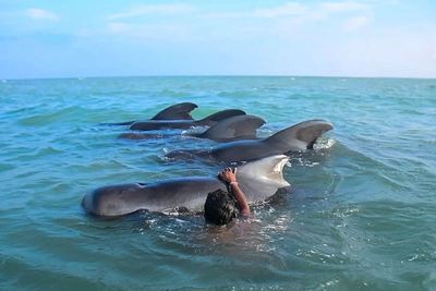 Stranded pilot whales rescued in Sri Lanka