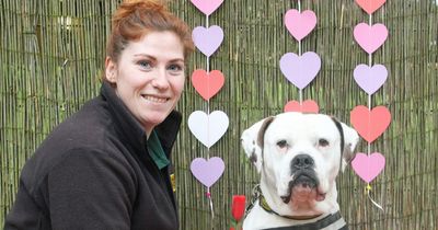 'Sweet and affectionate' American Bulldog needs loving home for Valentine's Day