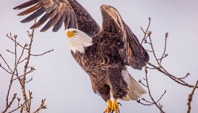 Outdoors notes: Chicago eagles, Black Lake sturgeon, Formula 409, donations