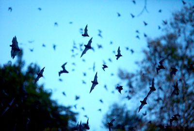 Could fruit bats stop the next pandemic?