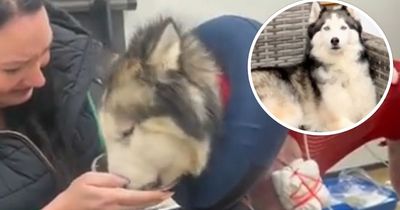 GoFundMe me for husky who suffered 'catastrophic injuries' during attack raises £30,000