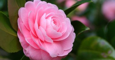 Never underestimate a camellia