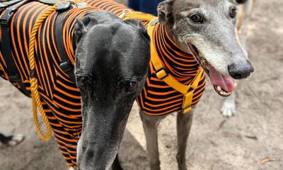 ‘Ethical conundrum’: sending retired Australian greyhounds to US rescues some – but at what cost?
