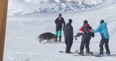 Terrifying moment wild boar crashes into popular ski resort and attacks two snowboarders