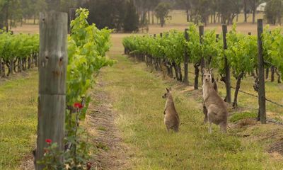 Aussie rules: when it comes to wine, surely it has to be shiraz